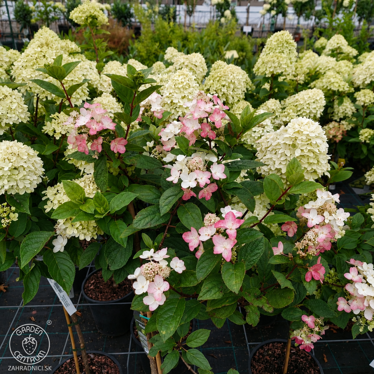 Obrázok Hortenzia metlinatá (Hydrangea paniculata) ‘Magical Fire’ - výška 90-100 cm, kont. C10L - NA KMIENKU